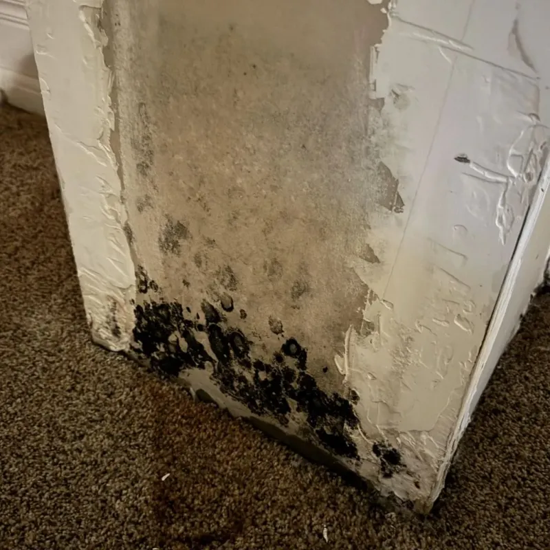 Professional Mold Removal in Forest Ranch, CA